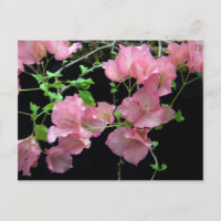 Pink Bouganvilla Cluster