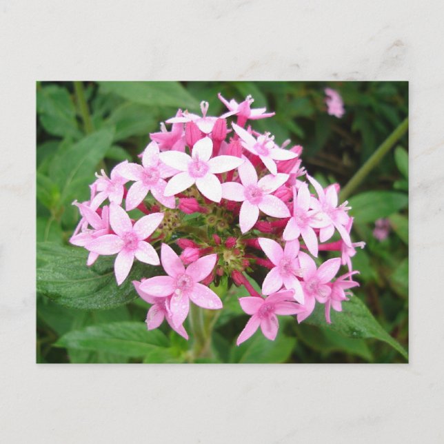 Pink Bouquet Postkarte (Vorderseite)