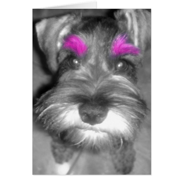 Pink Brow Schnauzer (Vorne)