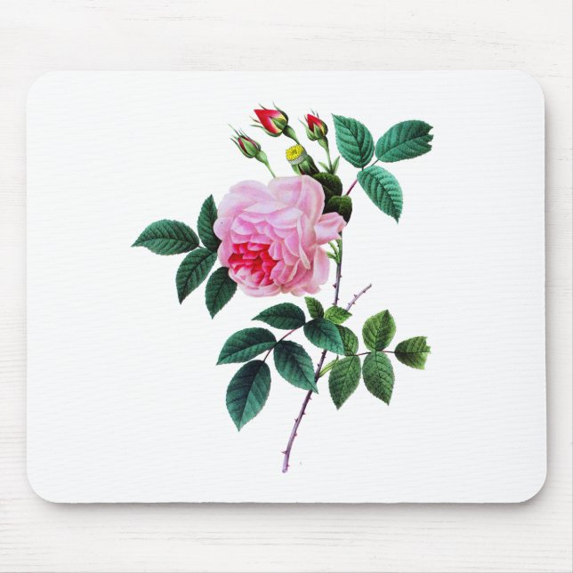 Pink Cabbage Rose von Pierre Joseph Redoute Mousepad (Vorne)
