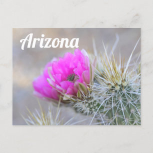 Pink Cactus Blooms, Arizona Postkarte