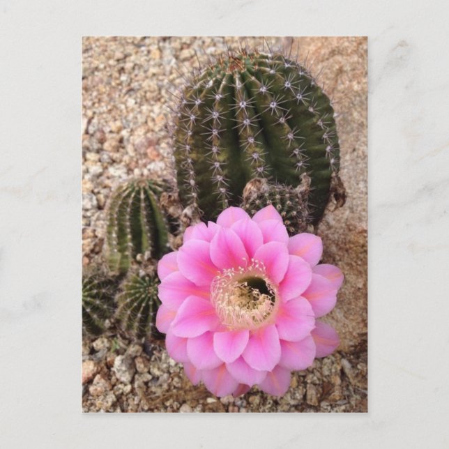 Pink Cactus Blume Postkarte (Vorderseite)