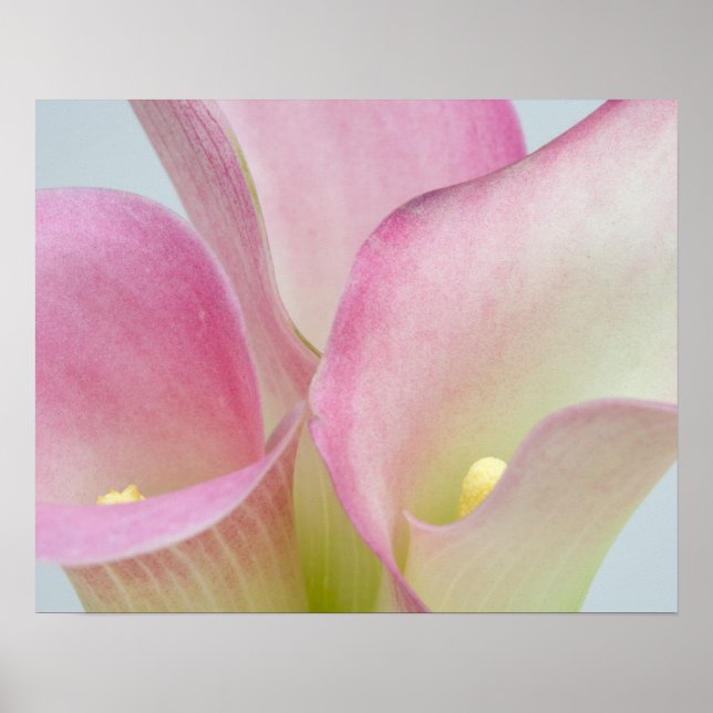 Pink Calla Lilies Poster (Vorne)