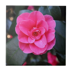 Pink Camellia Fliese