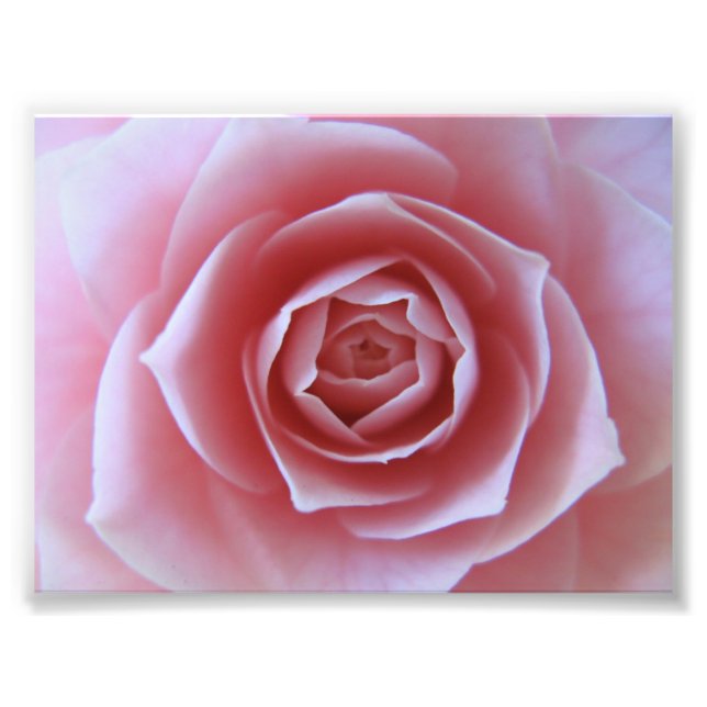 Pink Camellia Fotodruck (Vorne)
