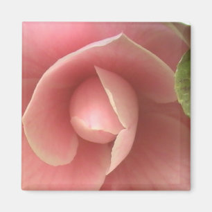 Pink Camellia Magnet