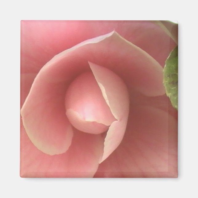 Pink Camellia Magnet (Vorne)