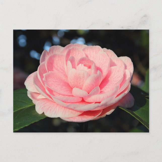 Pink Camellia Postkarte (Vorderseite)