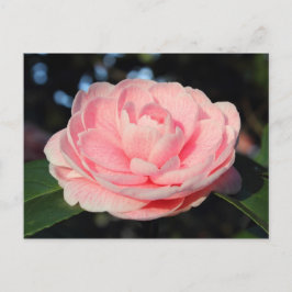 Pink Camellia Postkarte