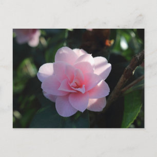 Pink Camellia Postkarte