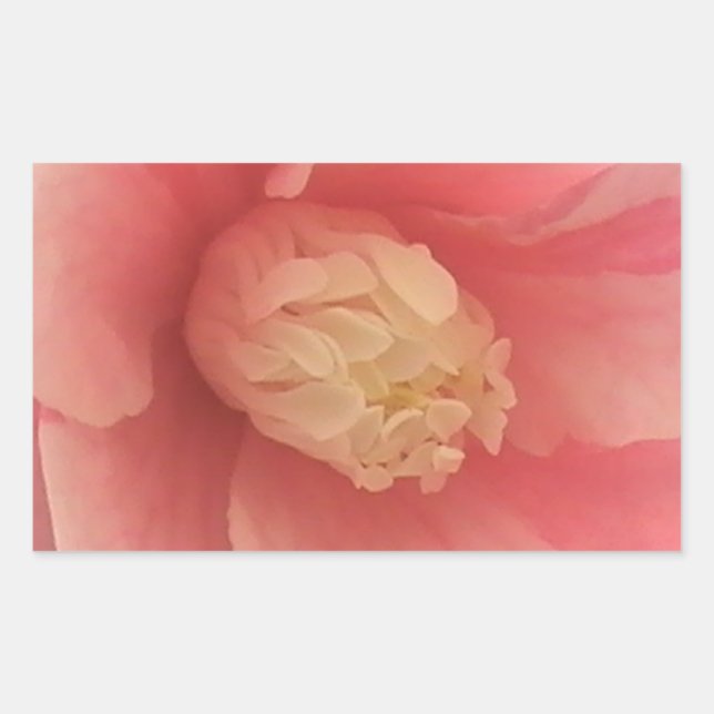 Pink Camellia Rechteckiger Aufkleber (Vorderseite)
