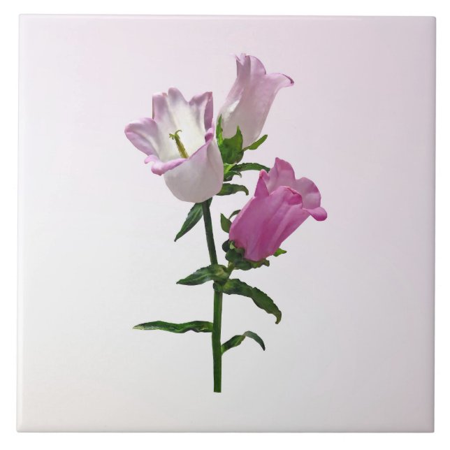 Pink Canterbury Bells Fliese (Vorderseite)