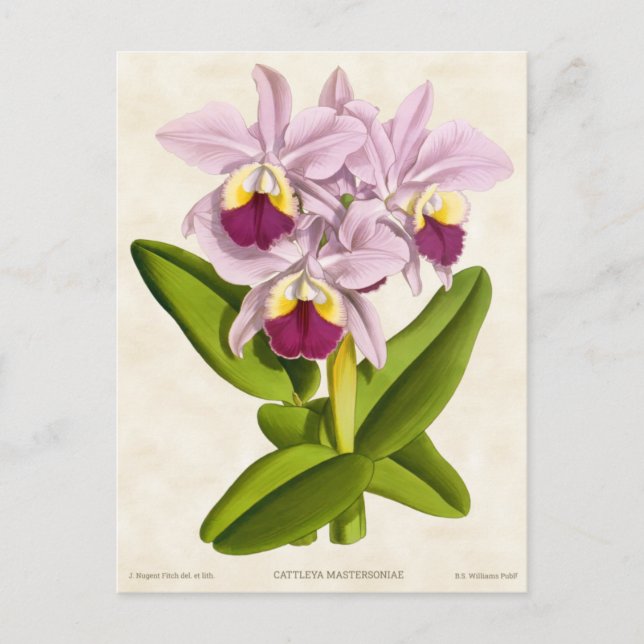 Pink Cattleya Orchid Vintag Botanisch Postkarte (Vorderseite)