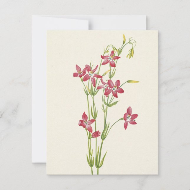 Pink Centaurium von Mary Vaux Walcott Mitteilungskarte (Vorderseite)