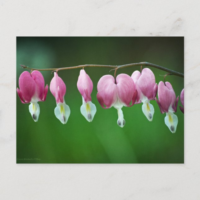 Pink Charms Postkarte (Vorderseite)