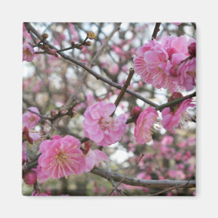 Pink Cherry Blosm / Sakura / ラ(桜) Magnet