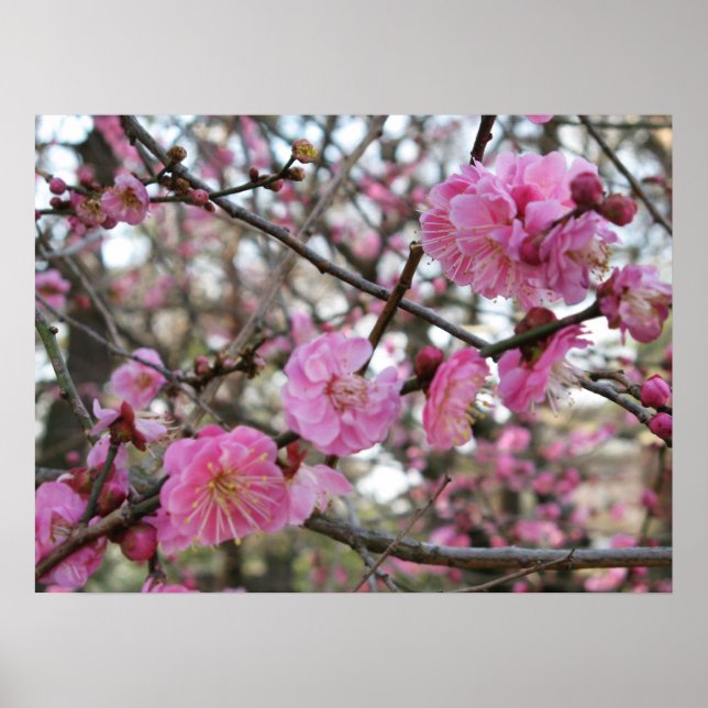Pink Cherry Blosm / Sakura / ラ(桜) Poster (Vorne)