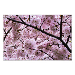 Pink Cherry Blossom Blume Canopy Fotodruck