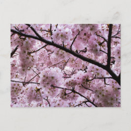 Pink Cherry Blossom Blume Canopy Postkarte