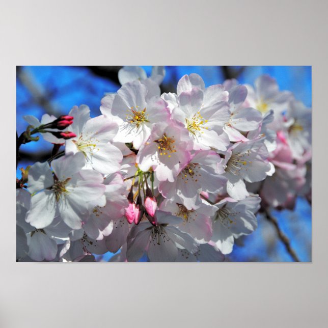 Pink Cherry Blossom Blume Poster (Vorne)