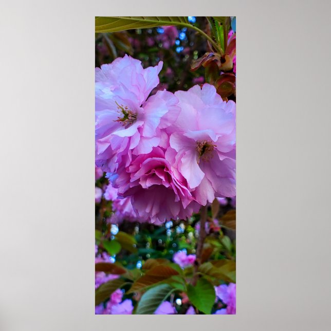 Pink Cherry Blossom Blume Poster (Vorne)