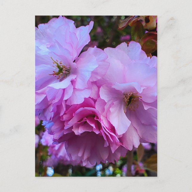Pink Cherry Blossom Blume Postkarte (Vorderseite)