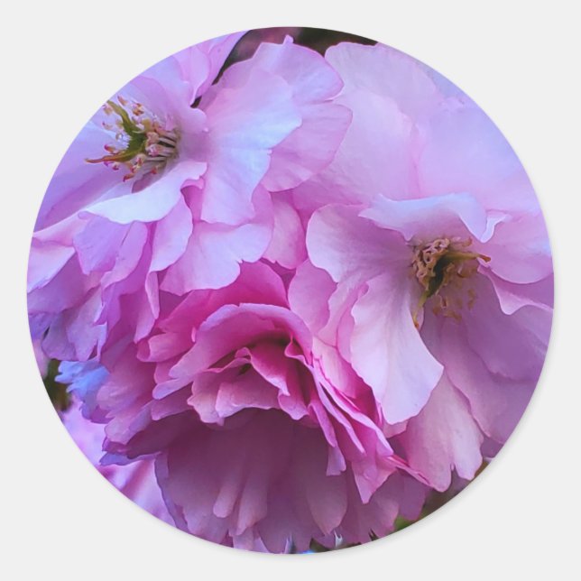 Pink Cherry Blossom Blume Runder Aufkleber (Vorderseite)