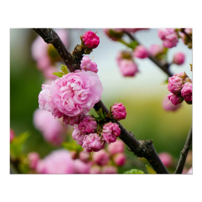 Pink Cherry Blossom Buds Poster (Vorderseite)