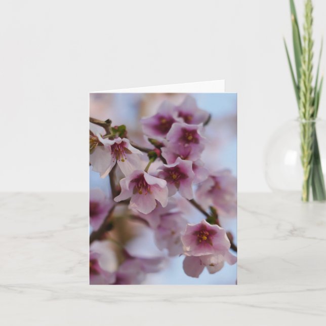 Pink Cherry Blossom Card Feiertagskarte (Vorderseite)
