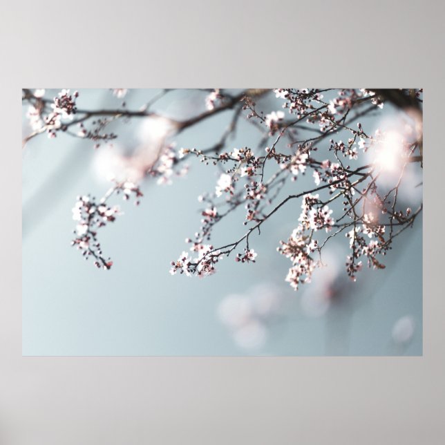 PINK CHERRY BLOSSOM IN NAH-OBEN-FOTOGRAFIE POSTER (Vorne)