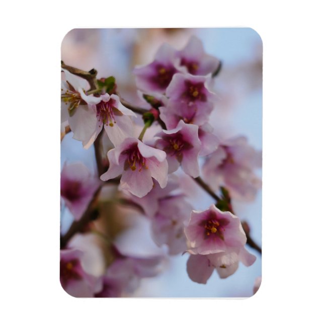 Pink Cherry Blossom Magnet (Vertikal)