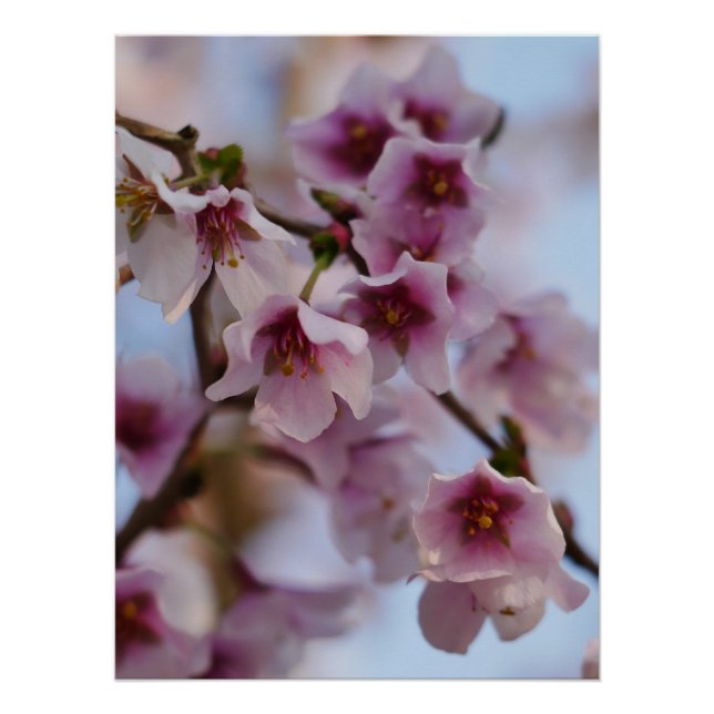 Pink Cherry Blossom Poster (Vorderseite)