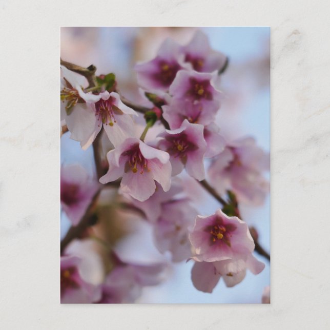 Pink Cherry Blossom Postkarte (Vorderseite)