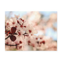 Pink Cherry Blossom Postkarte