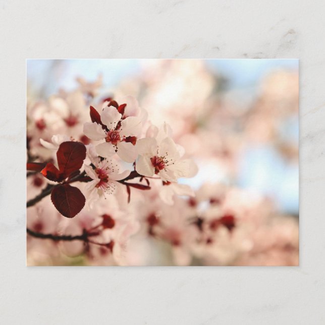 Pink Cherry Blossom Postkarte (Vorderseite)