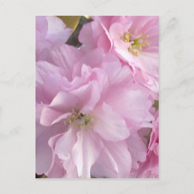 Pink Cherry Blossom Postkarte (Vorderseite)