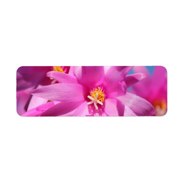 Pink Christmas Cactus Schlumbergera Blume Blossom (Vorne)