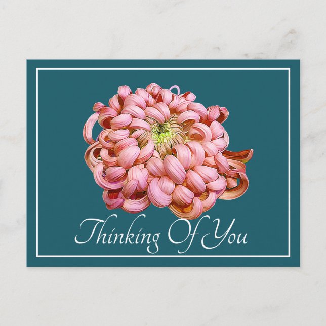 Pink Chrysanthemum Cyan Hintergrund Denken Sie an  Postkarte (Vorderseite)