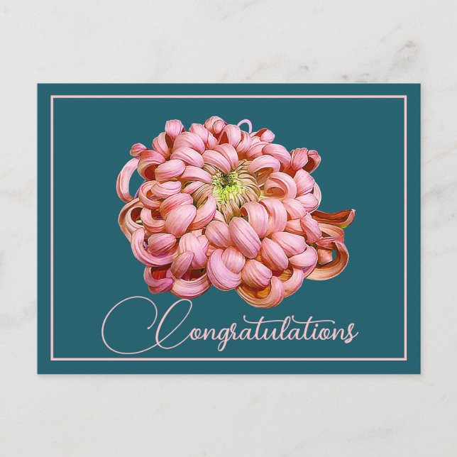 Pink Chrysanthemum Cyan Hintergrund Herzlichen Glü Postkarte (Vorderseite)