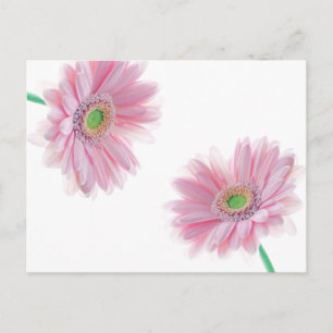 Pink CHRYSANTHEMUM Postkarte