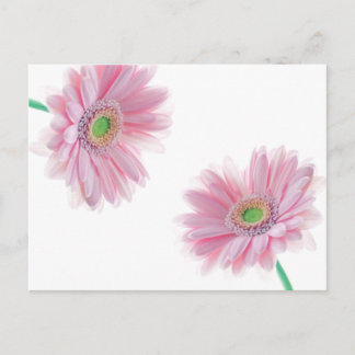Pink CHRYSANTHEMUM Postkarte
