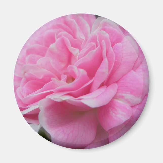 Pink Climbing Rose Magnet (Vorne)