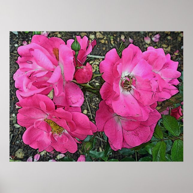 Pink Climbing Rose Poster digital verbessert (Vorne)