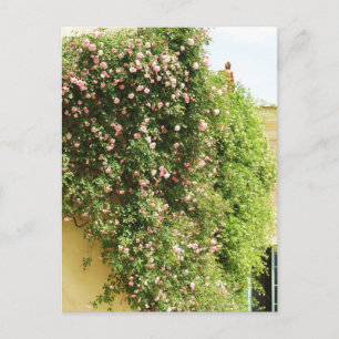 PINK Climbing ROSE Postkarte