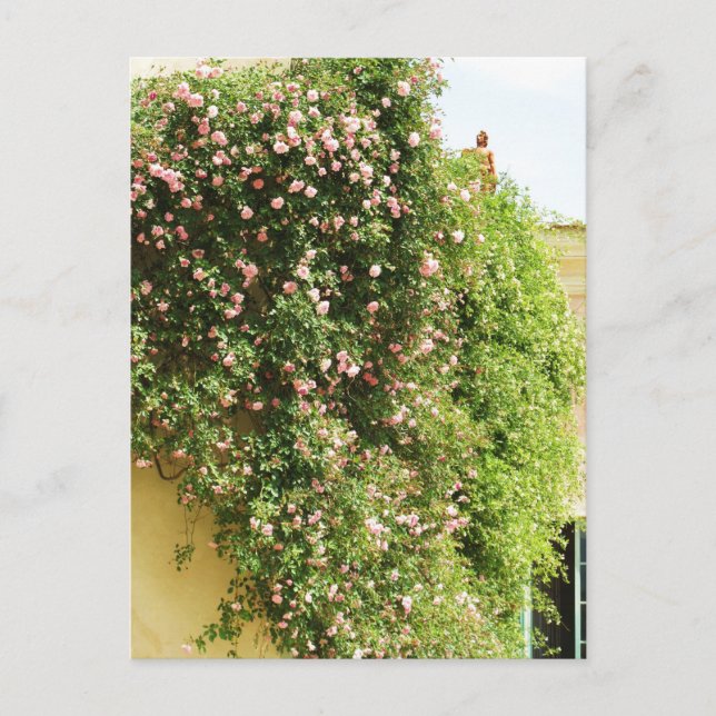PINK Climbing ROSE Postkarte (Vorderseite)