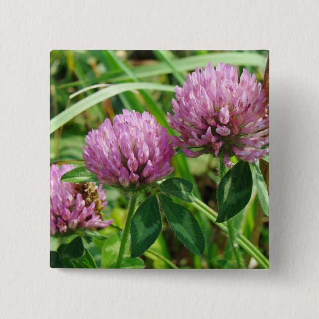 Pink Clover Wildblume - Trifolium pratense Button (Vorderseite)