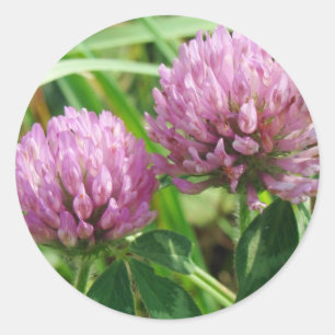 Pink Clover Wildblume - Trifolium pratense Runder Aufkleber
