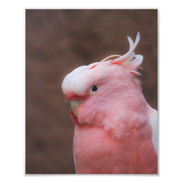 Pink Cockatoo Fotodruck (Vorne)