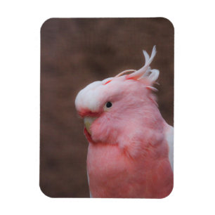 Pink Cockatoo Magnet