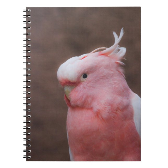 Pink Cockatoo Notizblock (Vorderseite)